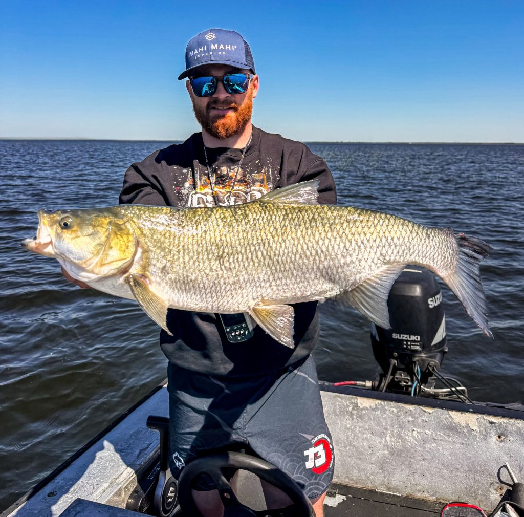 Mahi Mahi Superior